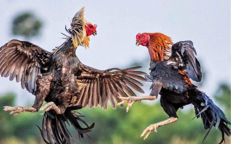 Lý do nên chọn chúng tôi khi chơi kèo đá gà Philippines