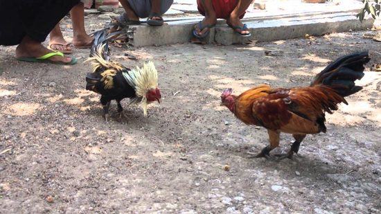 Từng bước đọc bảng kèo đá gà dễ hiểu và chính xác