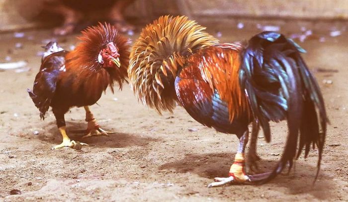 Soi kèo đá gà Campuchia: Các yếu tố không thể bỏ qua