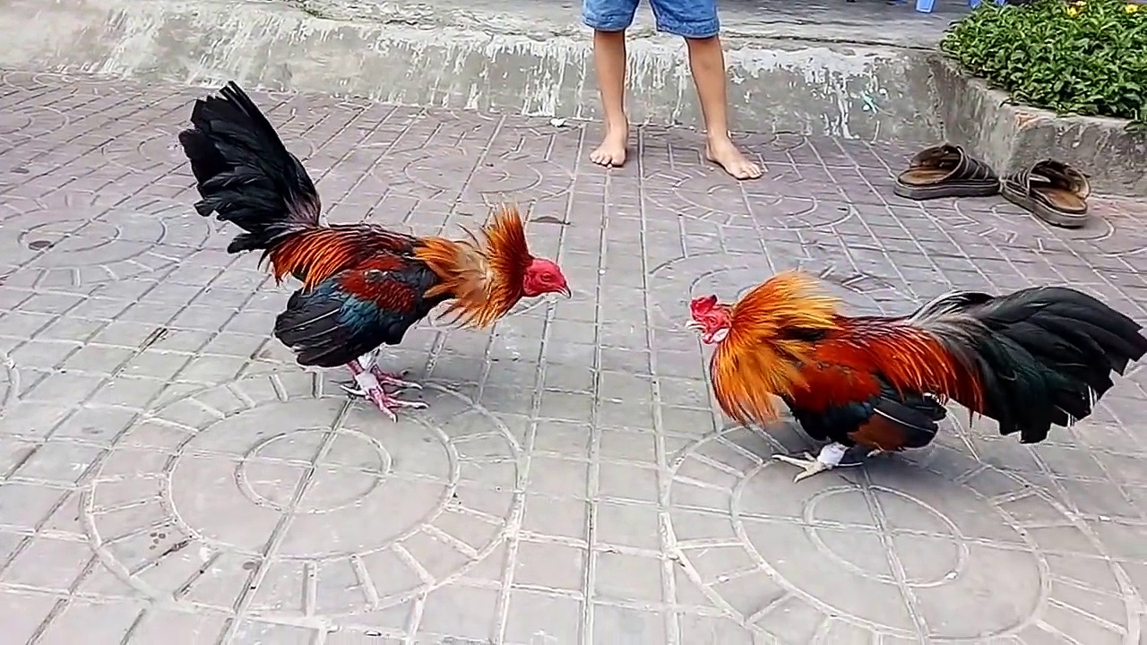 Tổng hợp những sai lầm thường gặp khi bắt kèo đá g