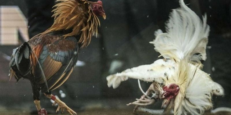 Những lưu ý quan trọng khi theo dõi kèo đá gà hôm nay