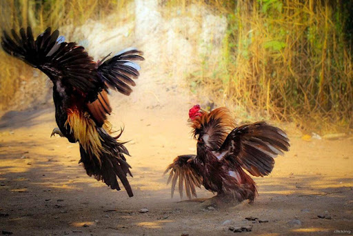 Giao dịch không lo rủi ro khi chọn đúng nhà cái uy tín