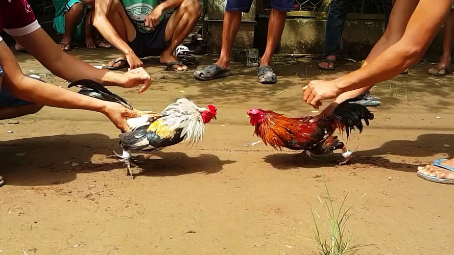 Những loại kèo đá gà hôm nay bạn nên biết để dễ thắng cược